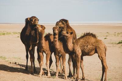 Camels