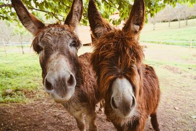 Donkeys