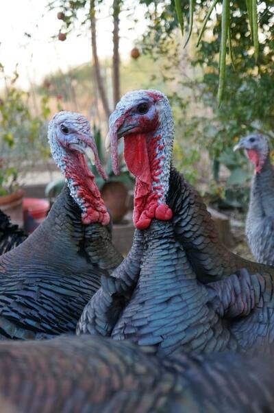 Turkeys